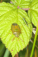 Gorse shield bug - Piezodorus lituratus