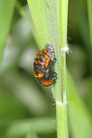 Harlequin ladybird larva - Harmonia axyridis