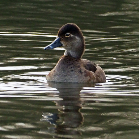 Ring necked duck - Aythya collaris