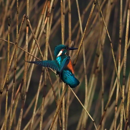 Kingfisher - alcedo atthis