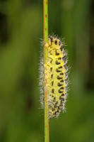 Five spot burnet caterpillar - Zygaena trifolii