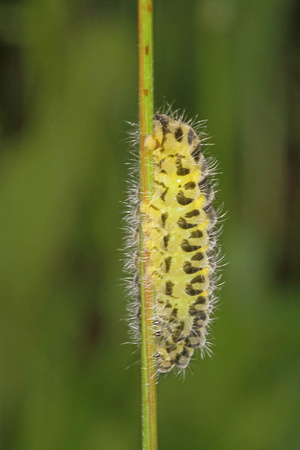 Five spot burnet caterpillar - Zygaena trifolii