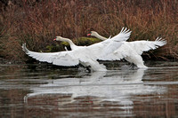 Mute swan