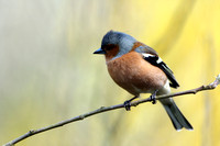 Chaffinch