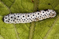 Soloman's seal sawfly larvae