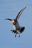 Black tailed godwit - Limosa limosa