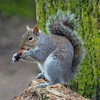 Grey squirrel - Scliurus carolinensis