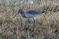 Black tailed godwit - Limosa limosa