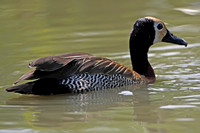White faced whistling duck