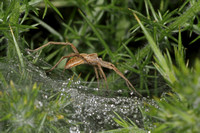 Nursery web spider - Pisaura mirabillis