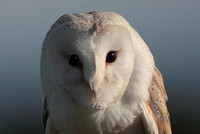 Barn owl