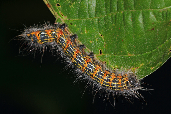 Sep 16 - Buff tip moth caterpillar