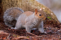 Grey squirrel