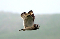 Short eared owl - Asio flammeus