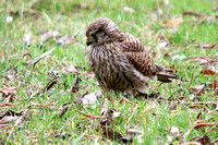 Kestrel
