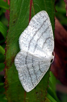 Common white wave - cabera pursaria