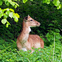 Fallow deer -- Dama dama