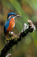 Kingfisher - Aicedo atthis