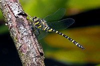 Gold ringed dragonfly - Cordulegaster boltoni