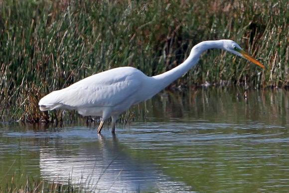 Great white egret - Ardea alba