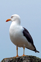 Great black backed gull - Larus marinus