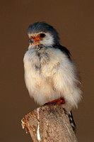 African pygmy falcon - Polihierax semitorquatus