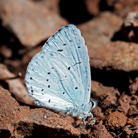 Holly blue - Celastrina arglolus