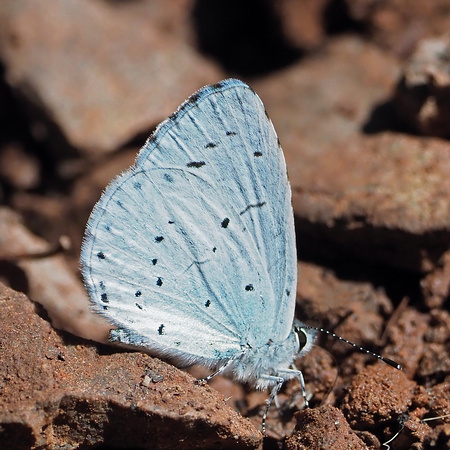 Holly blue - Celastrina arglolus