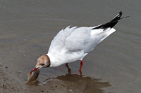 Black headed gull - Choicocephalus rudibundus
