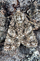 Poplar grey moth - Subacronicta megacephala
