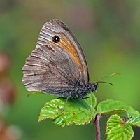 Meadow brown - Maniola jurtina