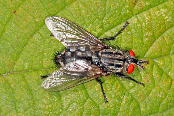 Flesh fly - Saracophaga carnaria