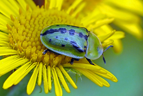 Tortoise beetle - Casseda murraea