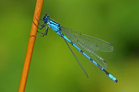 Common blue butterfly - Enallagma cyathigerum