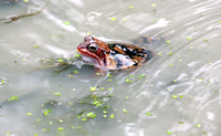 Common frog - Rana temporaria