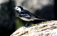 Pied wagtail