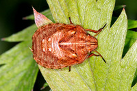 Tortoise shield bug - Eurygaster testudinaria