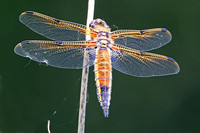 Four spotted chaser - Libellula quadrimaculata