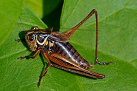 Bog bush cricket