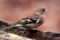 Chaffinch
