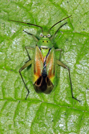 Mirid bug - Closterotomus norwegicus