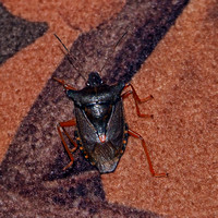 Red legged shieldbug - Pentatoma rufipes