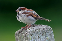 Sep 18 - House sparrow
