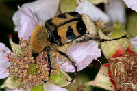 Bee beetle - Trichus fasciatus