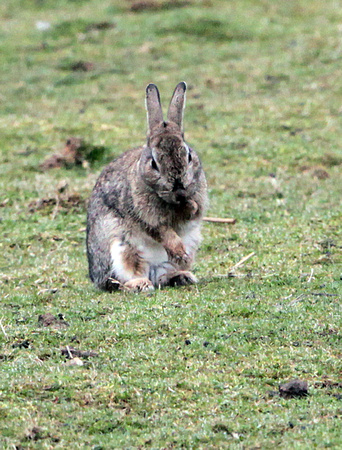 Rabbit - Oryctolagus cunniculus