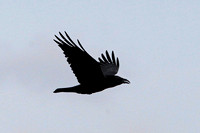 Raven - Corvus corax