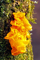 Yellow brain fungi - Tremella mesenterica