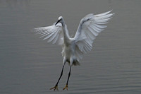 Nov 18 - Little egret