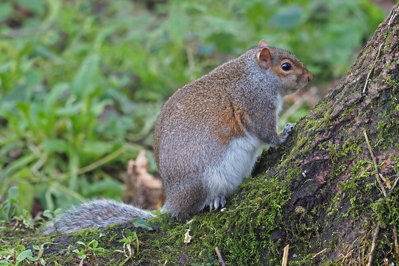Grey squirrel - Scliurus carolinensis