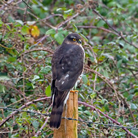 Sparrowhawk - Accipiter nisi